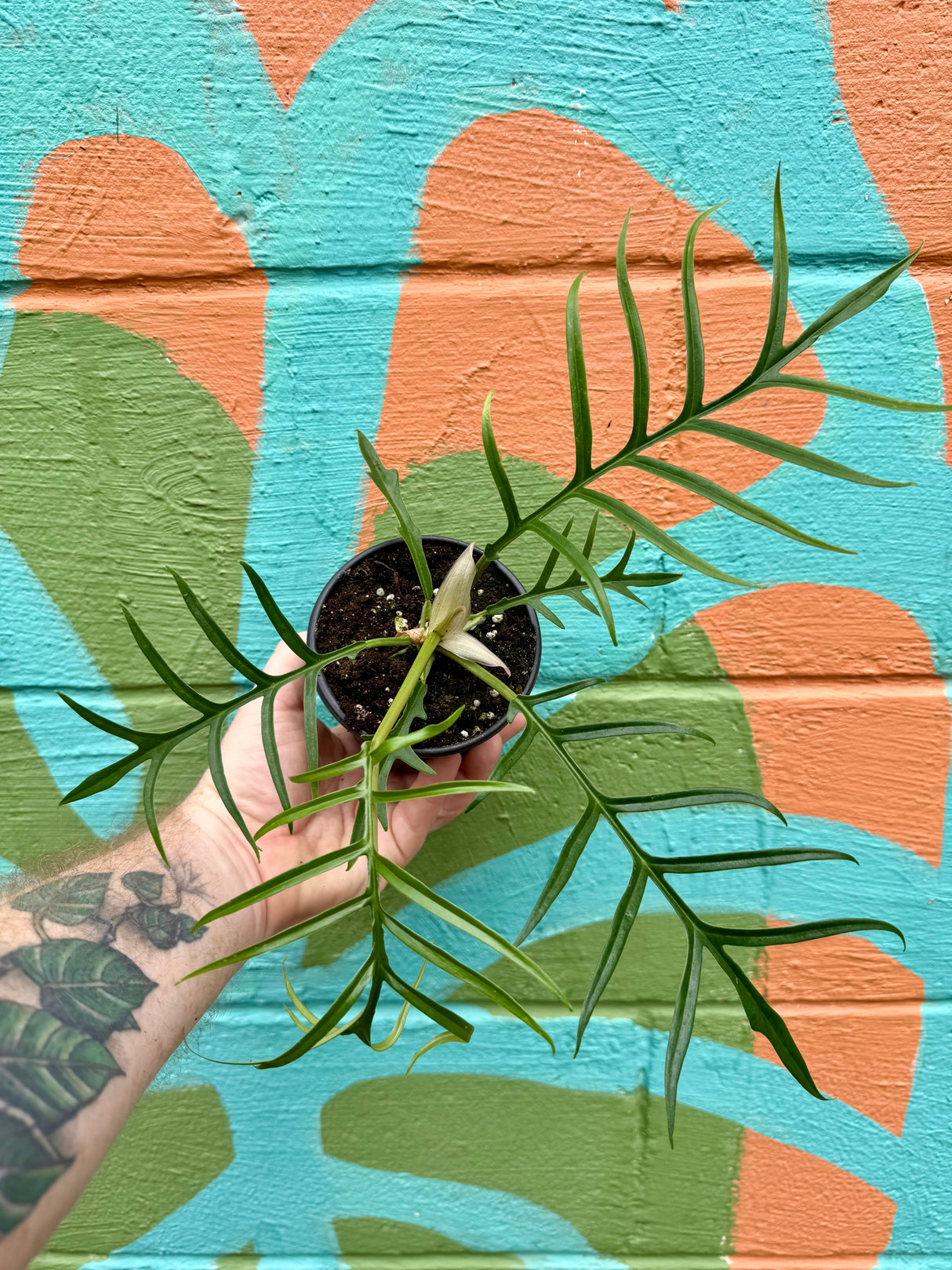 4” Philodendron tortum
