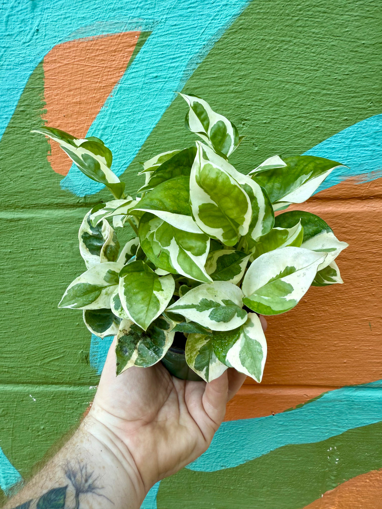 4" Pothos ‘Pearls and Jade’ - Canopy Plant Co.