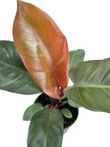 6" Philodendron erubescens 'Red Emerald' - Canopy Plant Co.