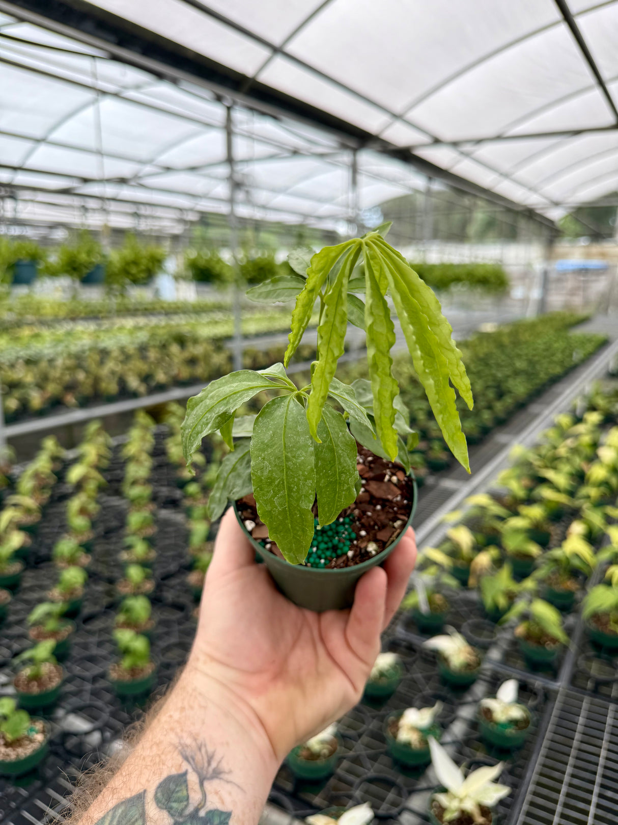 4" Anthurium polyschistum