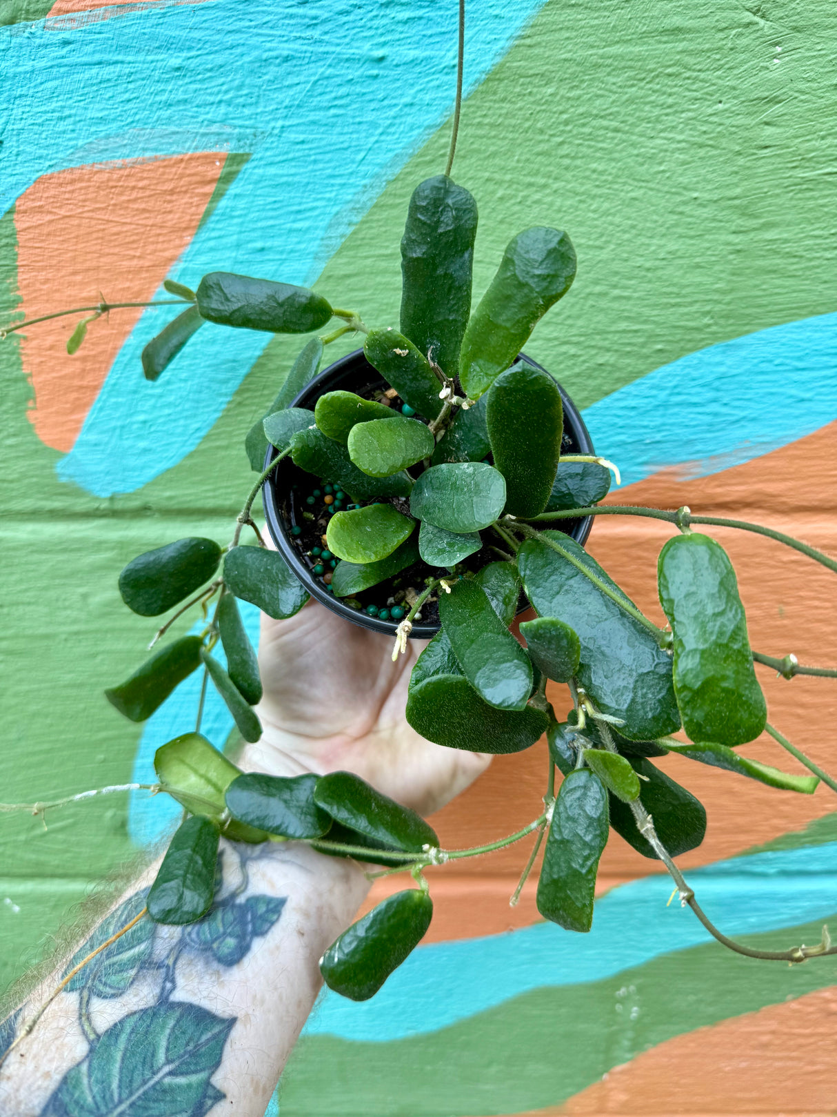 4” Hoya rotundiflora - Canopy Plant Co.
