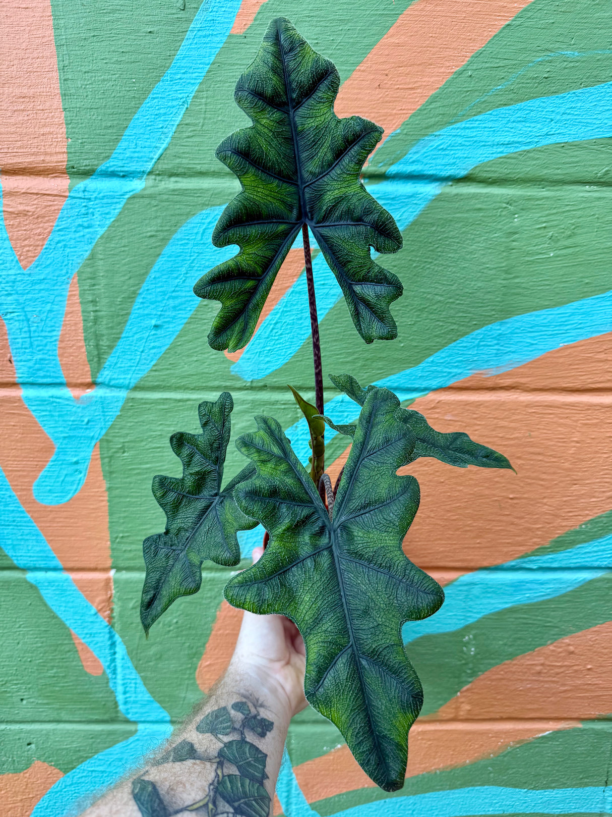 4” Alocasia ‘Jacklyn’