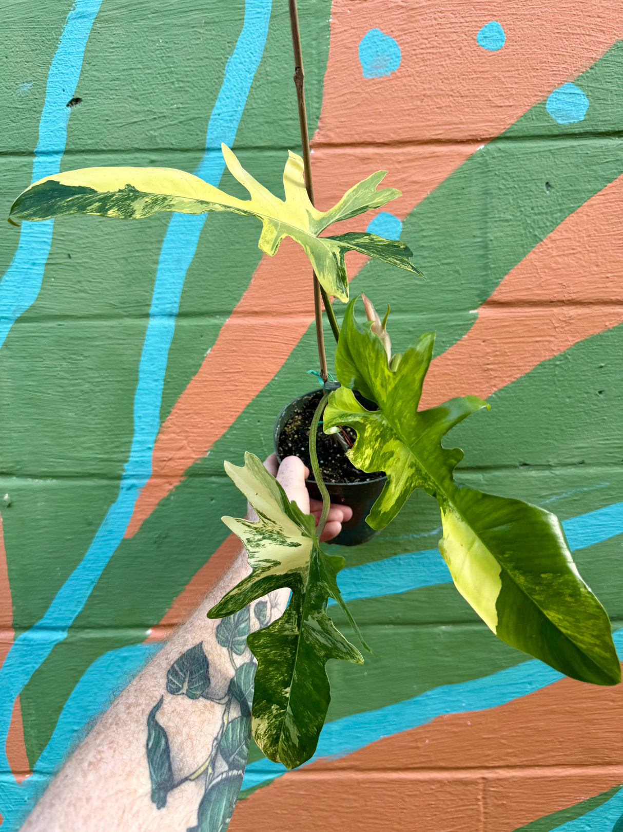 6” Philodendron ‘Kitna' ('Florida Beauty' x mayoi) - Canopy Plant Co.