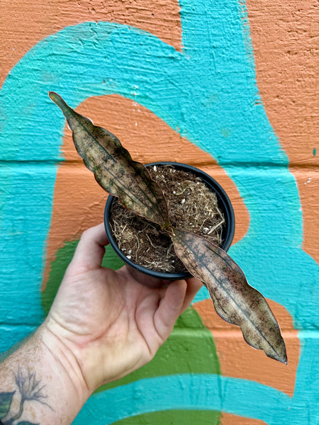 coppertone snake plant price 4" Sansevieria kirkii 'Coppertone' – Canopy Plant Co