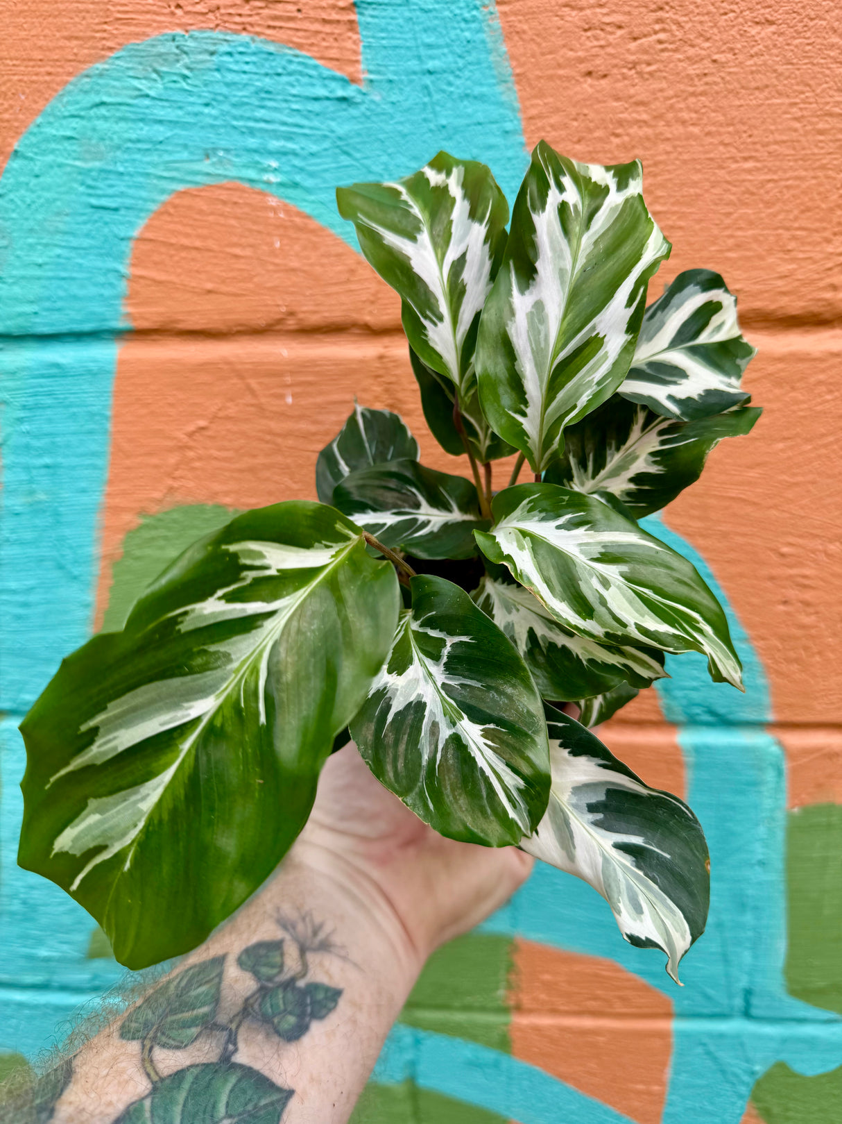 4" Calathea ‘Stella’ - Canopy Plant Co.