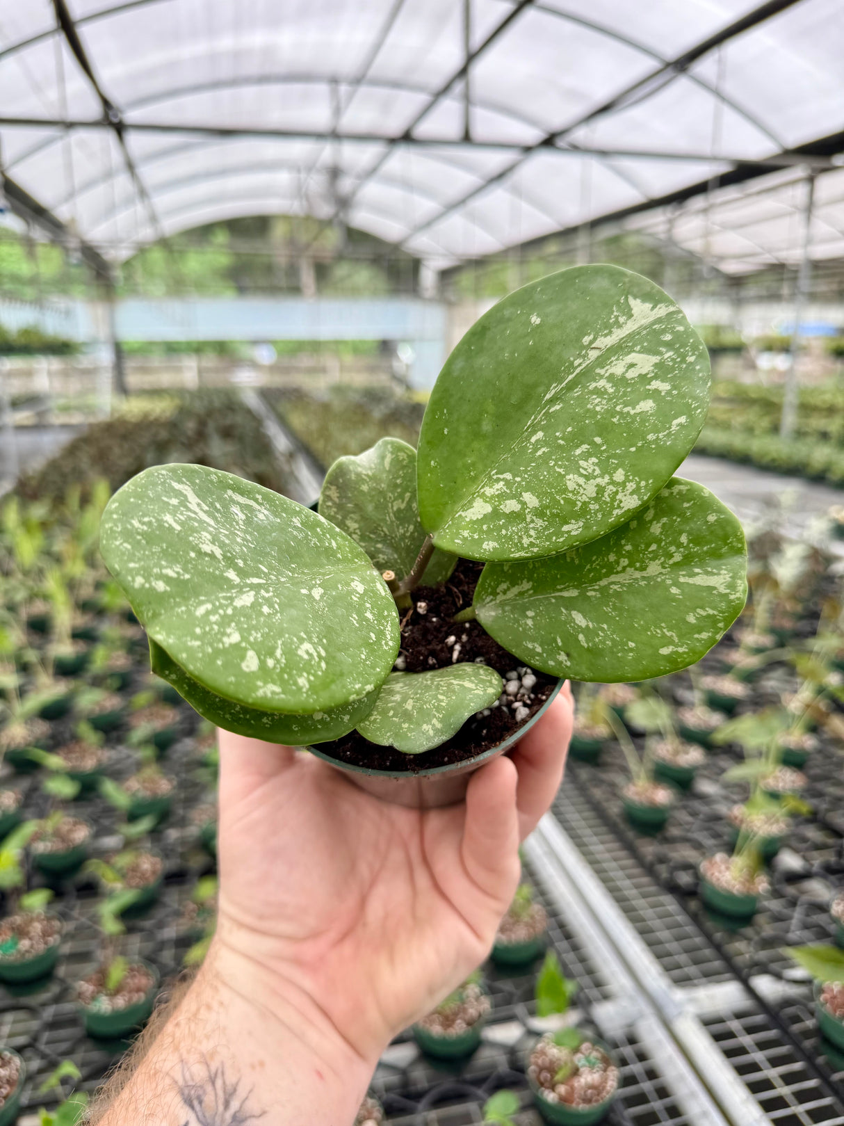 4” Hoya obovata 'Splash'