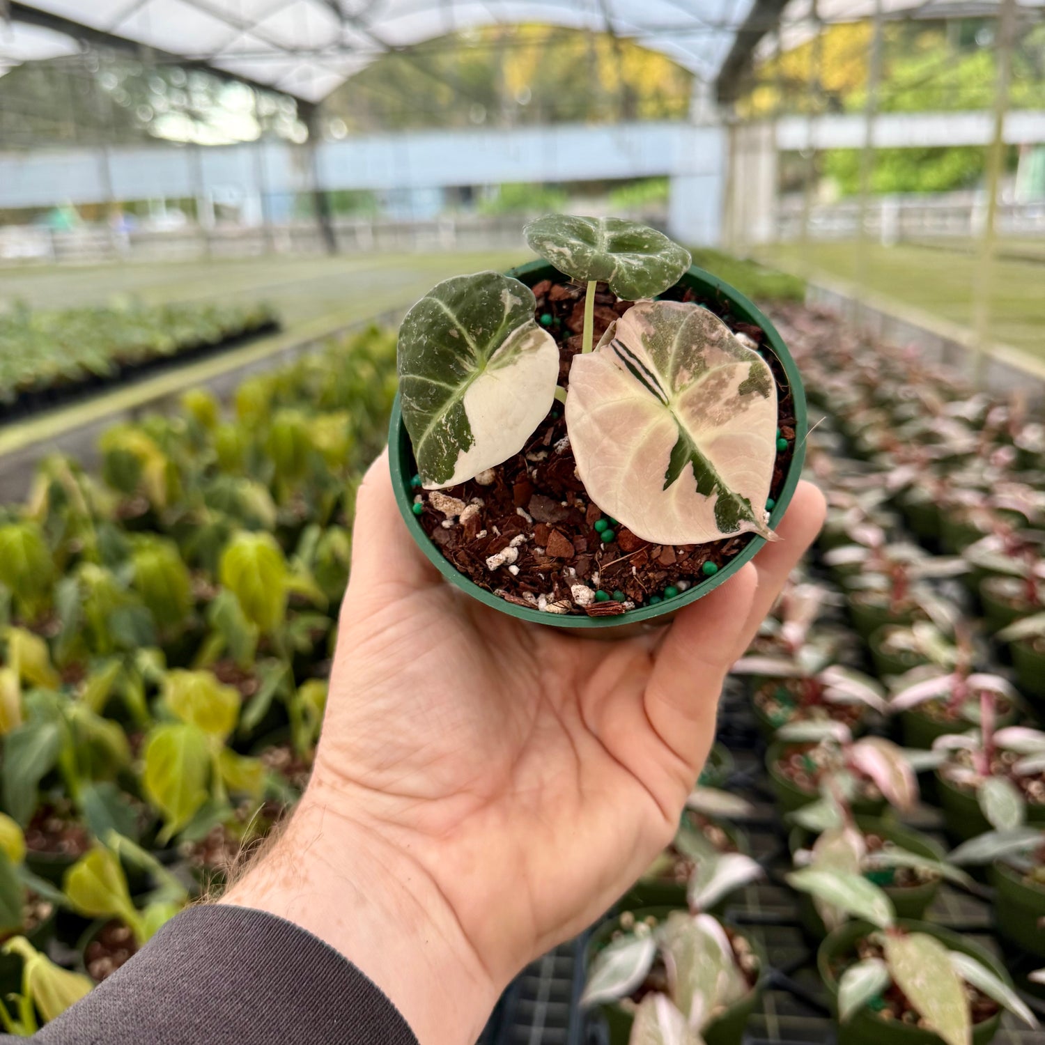 4" Alocasia ‘Black Velvet’ pink variegated - Canopy Plant Co.