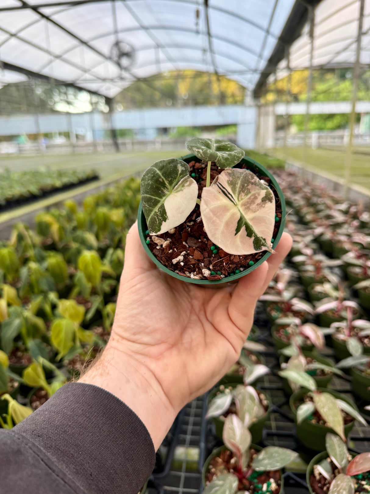 4" Alocasia ‘Black Velvet’ pink variegated - Canopy Plant Co.
