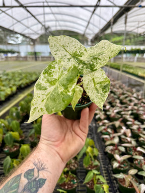 4" Alocasia ‘Blizzard’ - Canopy Plant Co.