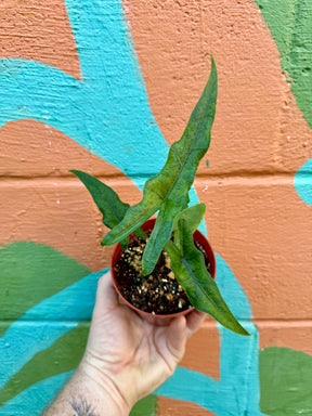 4" Alocasia 'Sabrina' - Canopy Plant Co.