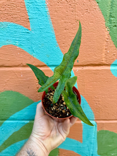 4" Alocasia 'Sabrina' - Canopy Plant Co.