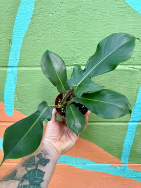 4" Philodendron squamiferum - Canopy Plant Co.
