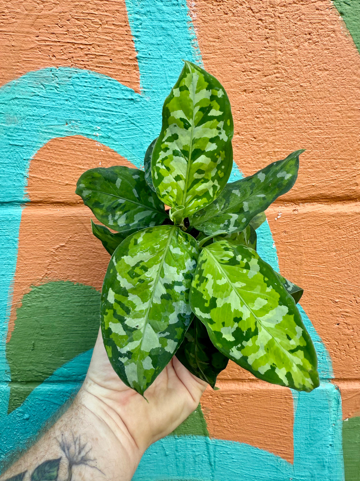 4” Aglaonema pictum ‘Tricolor’