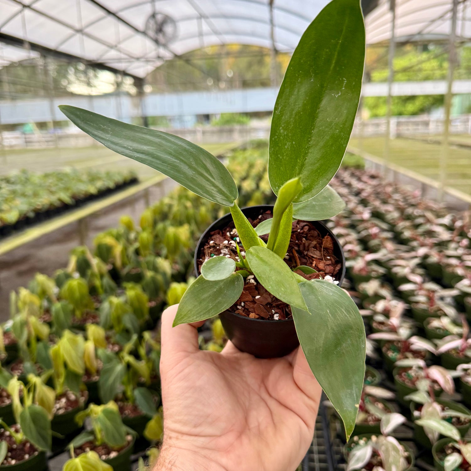 4" Philodendron martianum ‘Fat Boy’ - Canopy Plant Co.