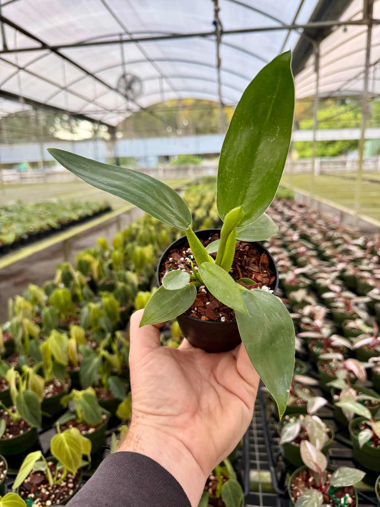 4" Philodendron martianum ‘Fat Boy’ - Canopy Plant Co.