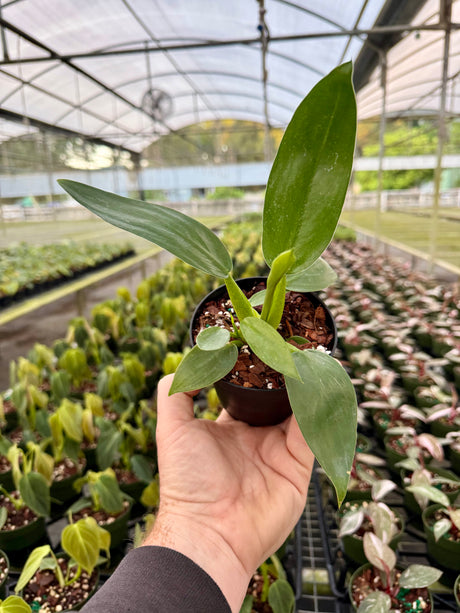 4" Philodendron martianum ‘Fat Boy’ - Canopy Plant Co.