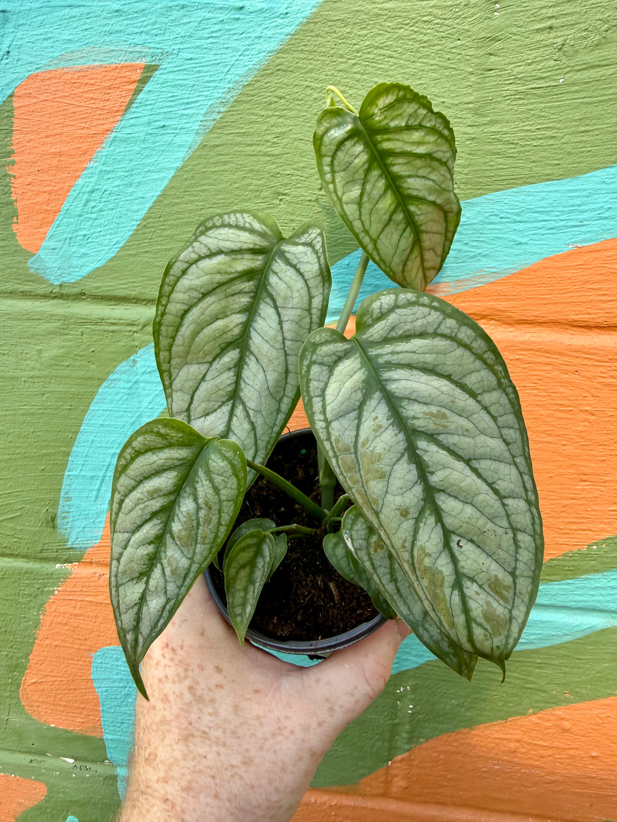 4" Monstera siltepecana ‘El Salvador’ - Canopy Plant Co.