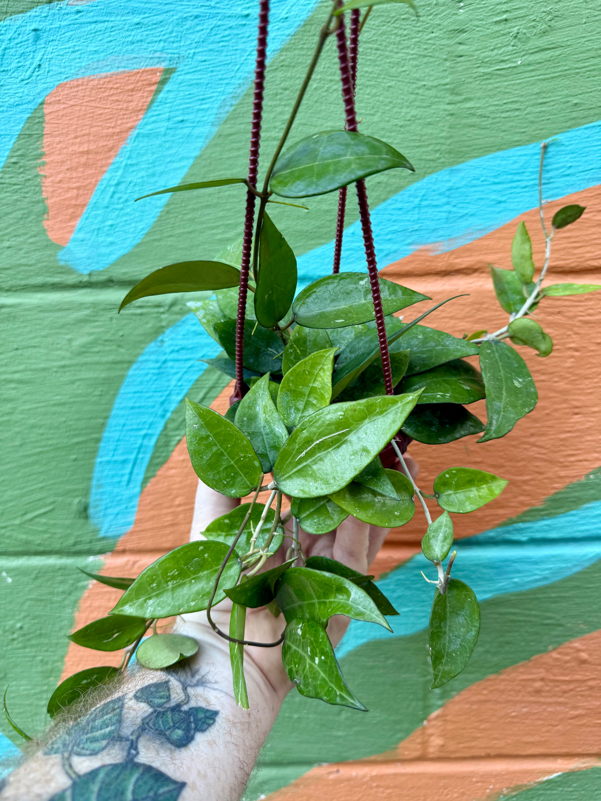 4” Hoya verticillata 'Black Margin' hanging basket - Canopy Plant Co.