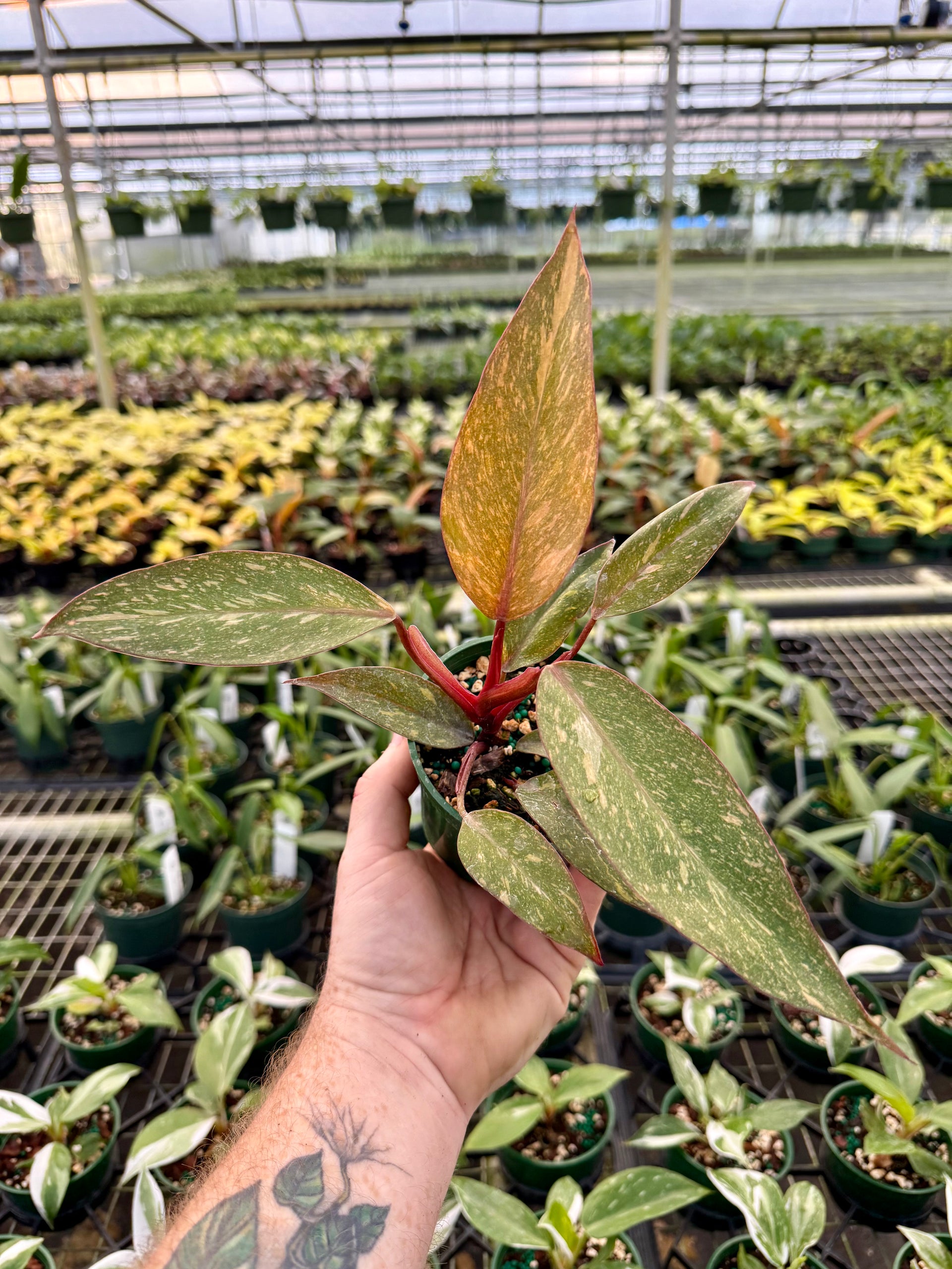philodendron morning sun 4” Philodendron 'Orange Princess cv. Sun Spot' – Canopy Plant Co