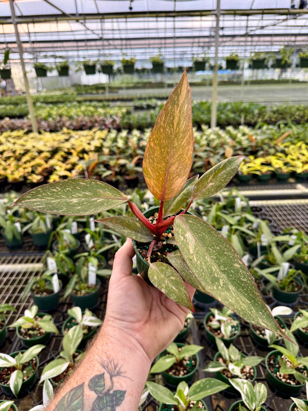 4” Philodendron 'Orange Princess cv. Sun Spot'