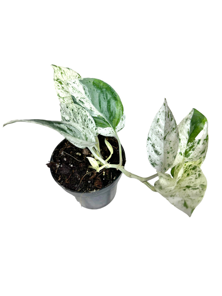 6 Epipremnum Pinnatum Albo Variegated (Totem)