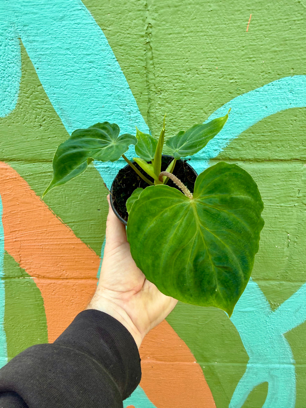 4” Philodendron verrucosum