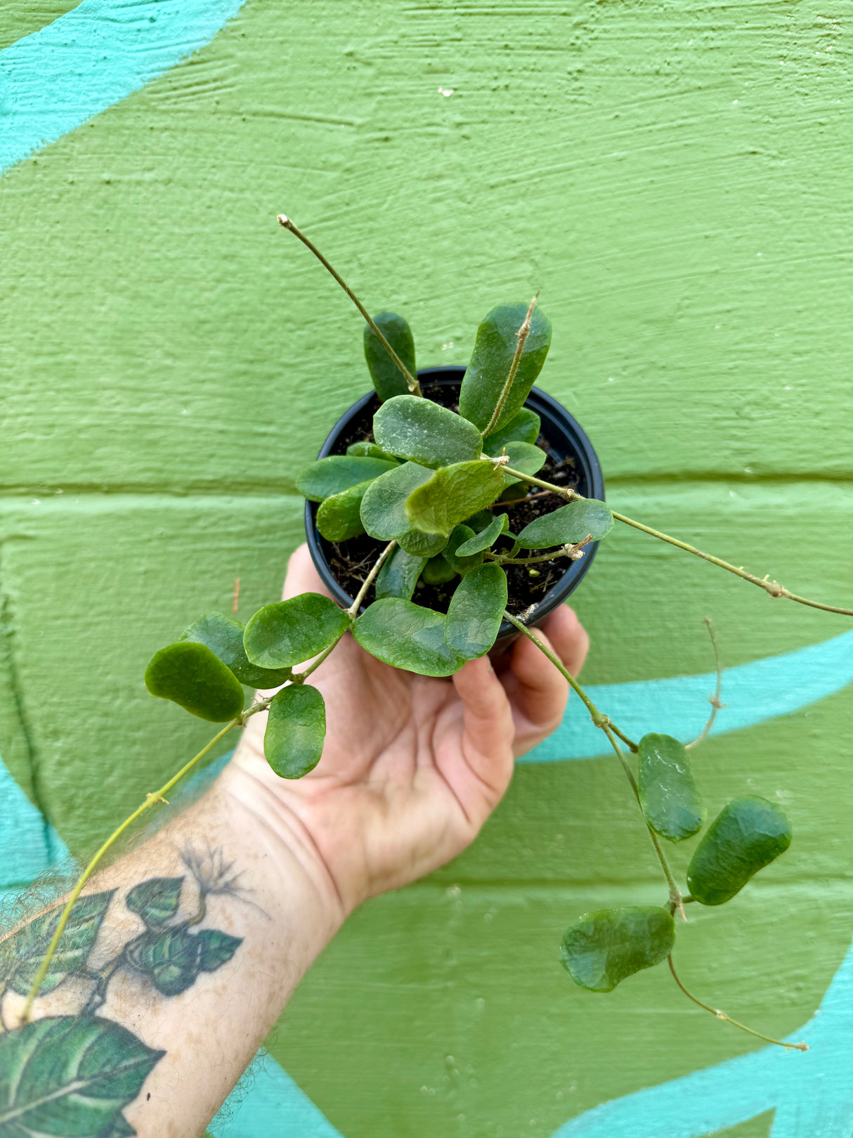 4” Hoya rotundiflora - Canopy Plant Co.