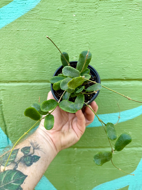 4” Hoya rotundiflora - Canopy Plant Co.