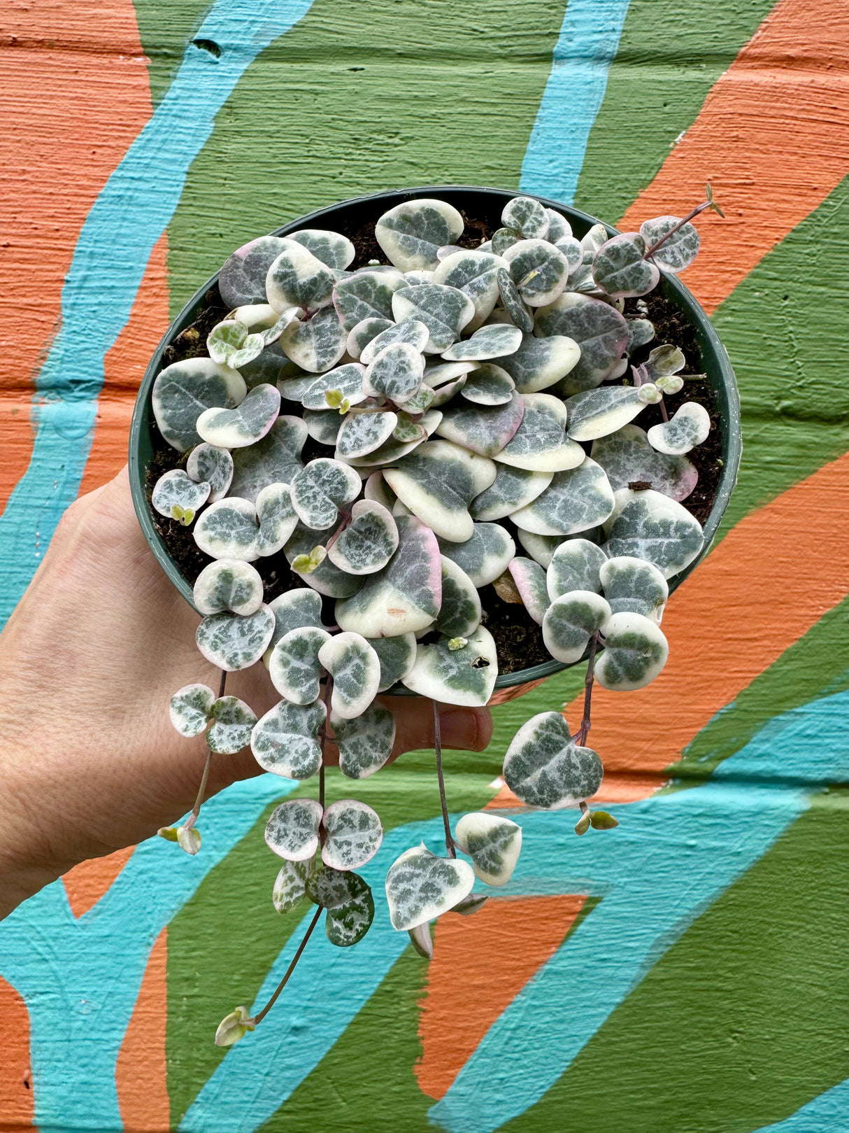 5” 'String of Hearts' variegated hanging basket - Canopy Plant Co.