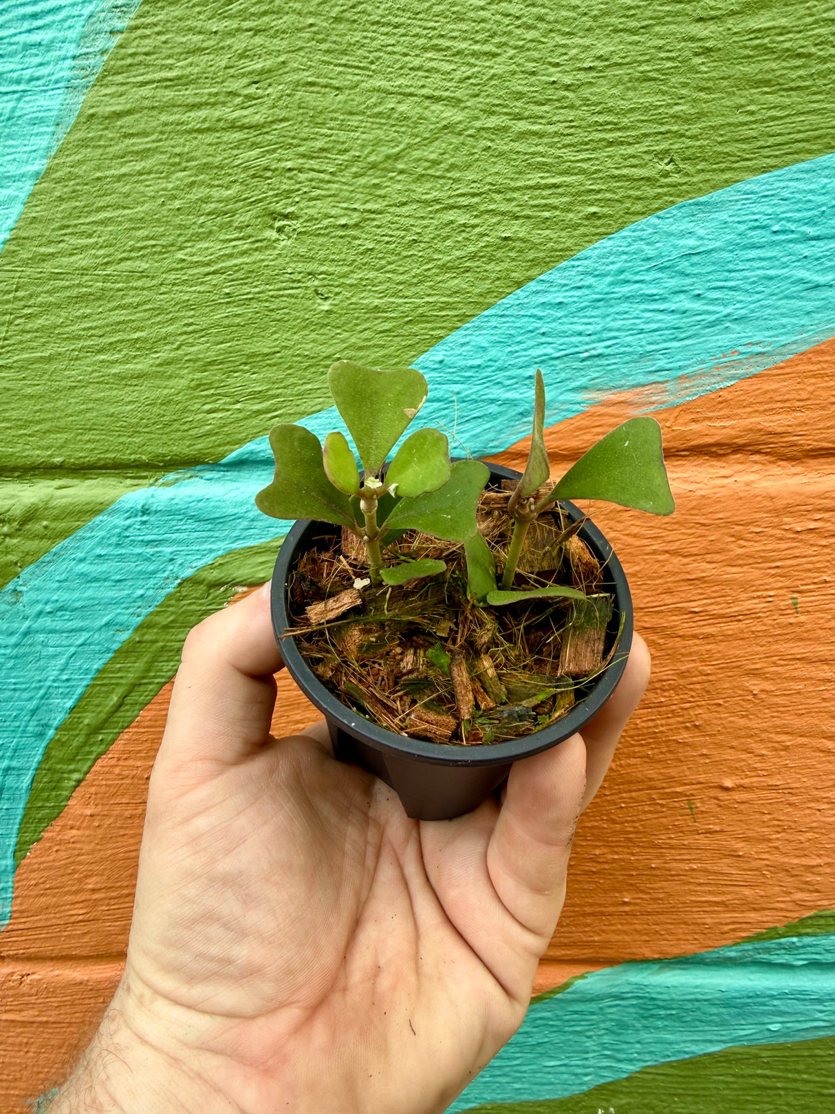 3” Hoya manipurensis - Canopy Plant Co.