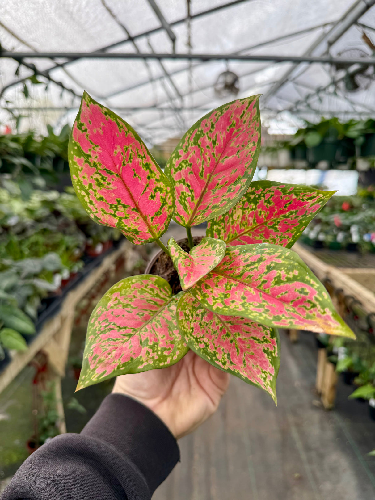 4” Aglaonema 'Red Legacy' - Canopy Plant Co.