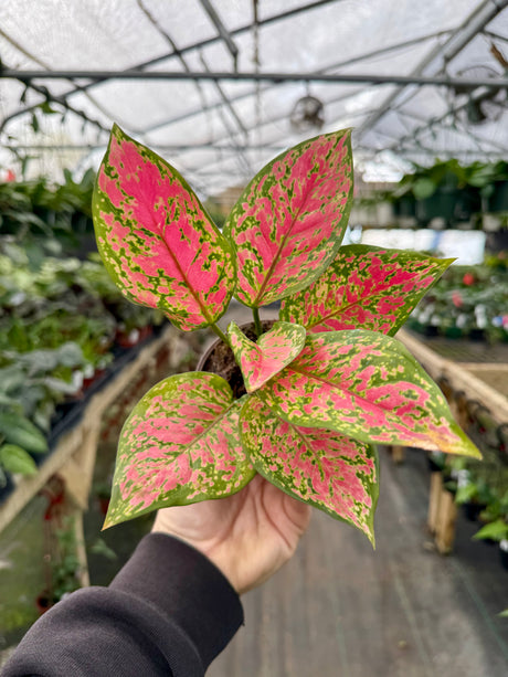 4” Aglaonema 'Red Legacy' - Canopy Plant Co.