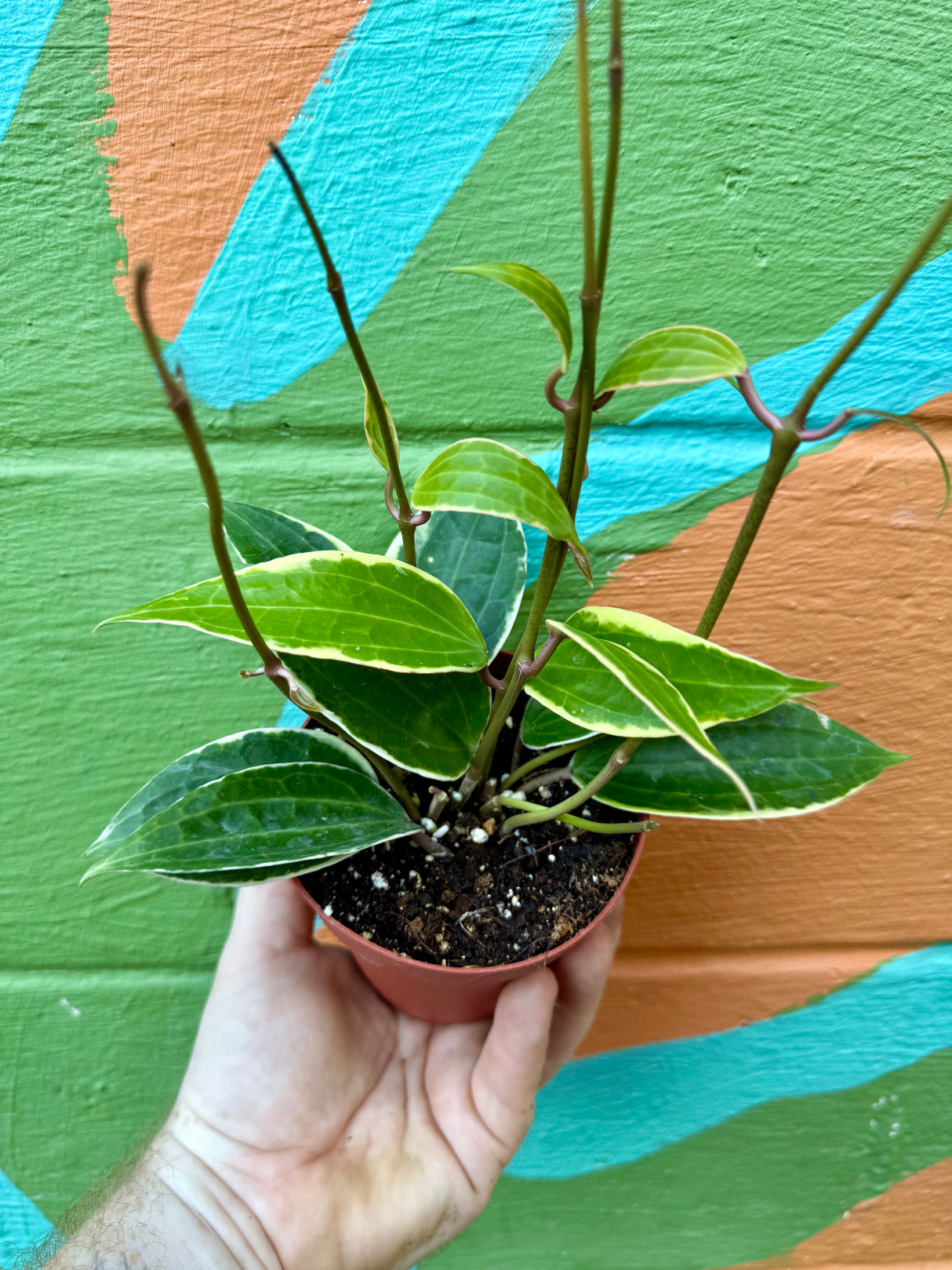 4" Hoya latifolia (macrophylla) variegated - Canopy Plant Co.