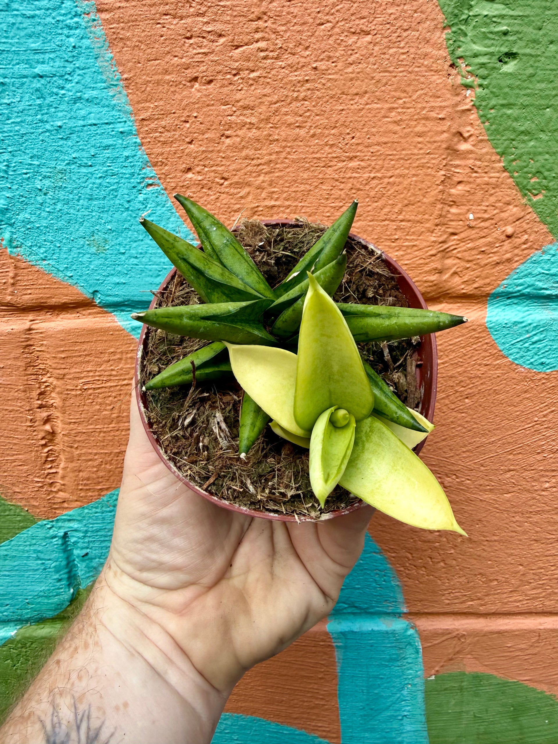 sansevieria coloured tips 4" Sansevieria 'Yellow Tip' – Canopy Plant Co