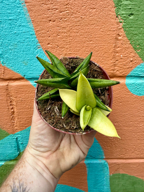 4" Sansevieria 'Yellow Tip' - Canopy Plant Co.