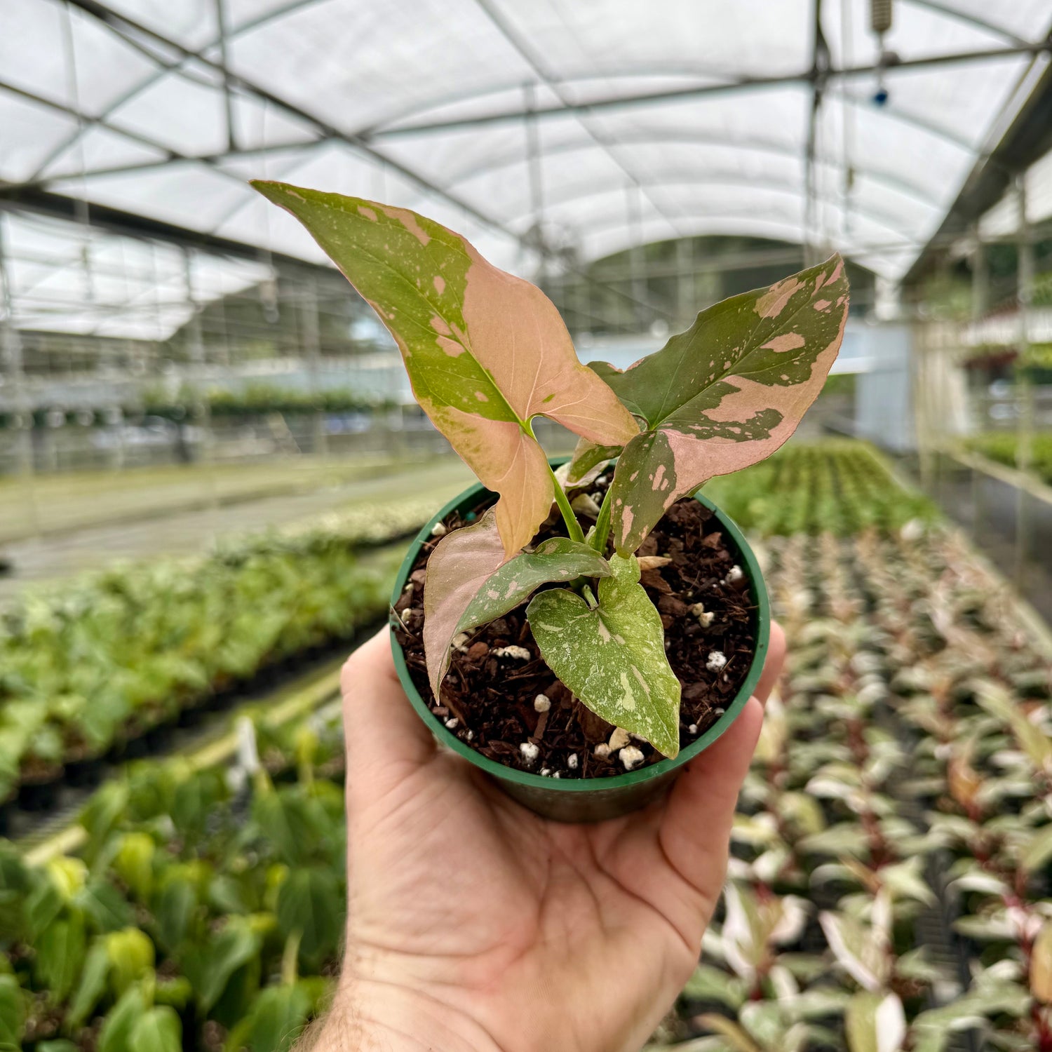 4" Syngonium ‘Pink Splash’