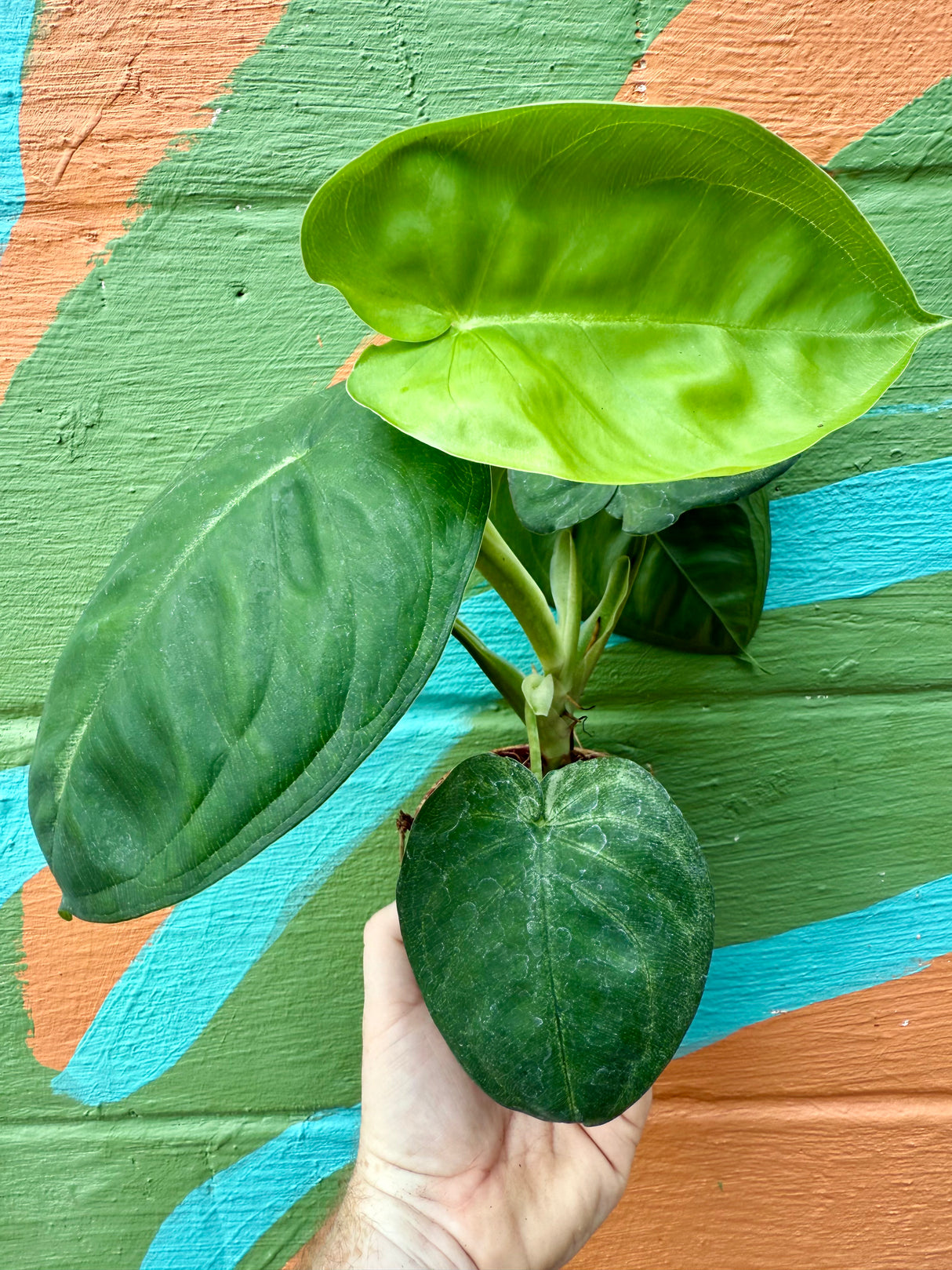 4” Syngonium chiapense 'Ice Frost' - Canopy Plant Co.