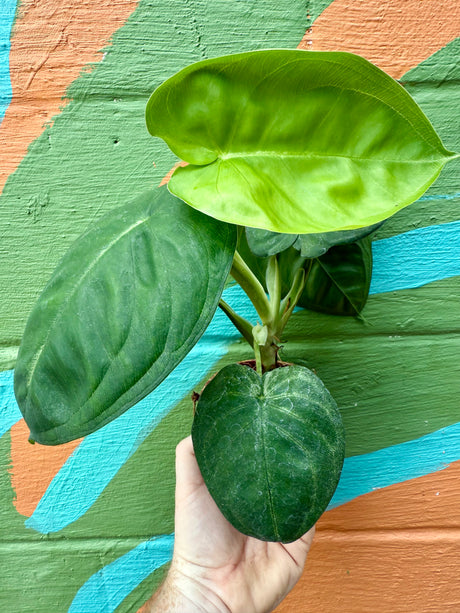 4” Syngonium chiapense 'Ice Frost' - Canopy Plant Co.
