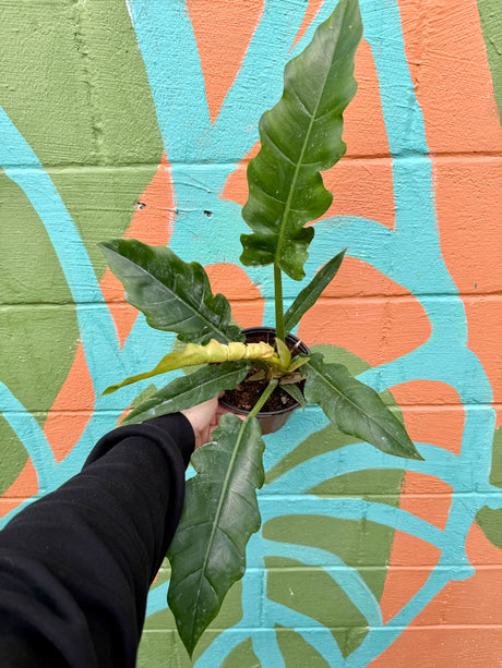6" Philodendron ‘Jungle Boogie’ - Canopy Plant Co.