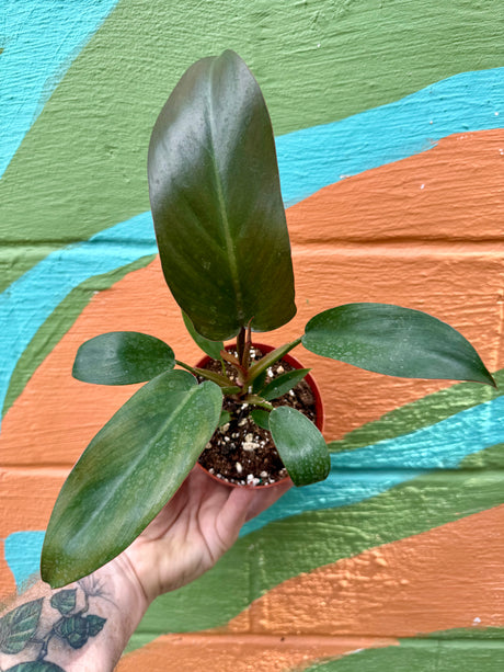 4” Philodendron 'Florida Bronze' - Canopy Plant Co.