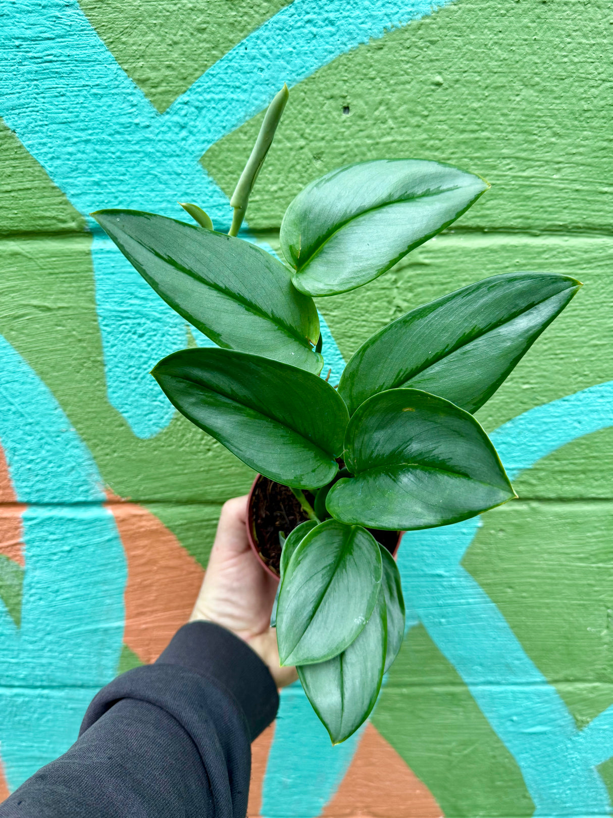 4" Scindapsus ‘Moonlight’