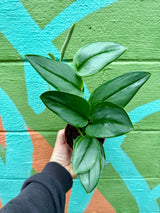 4" Scindapsus ‘Moonlight’