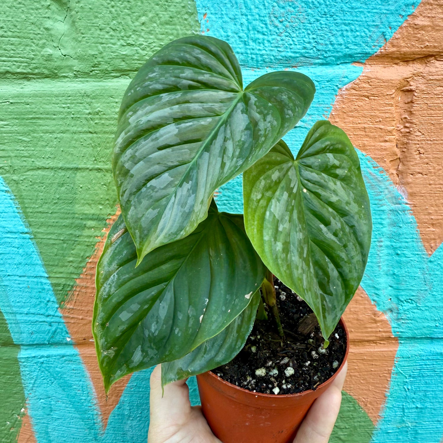 4” Philodendron ‘Majestic’
