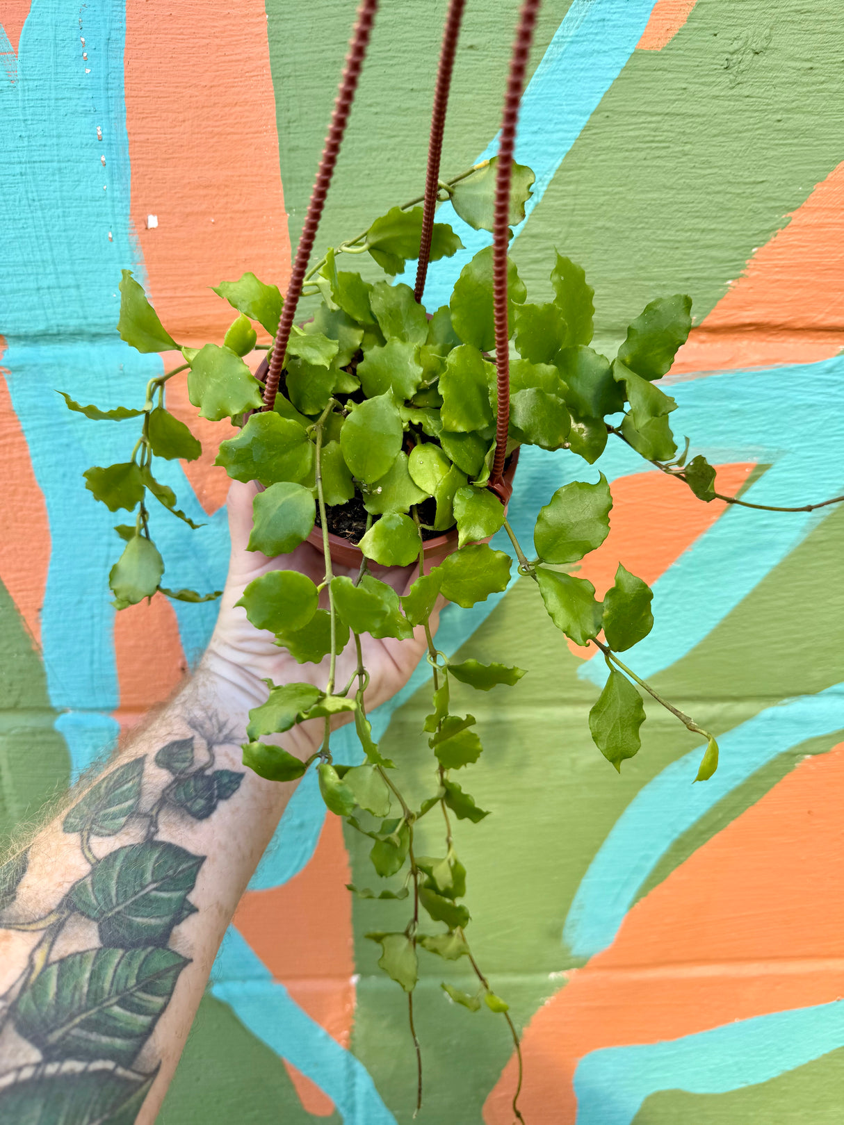 4" Hoya endauensis hanging basket