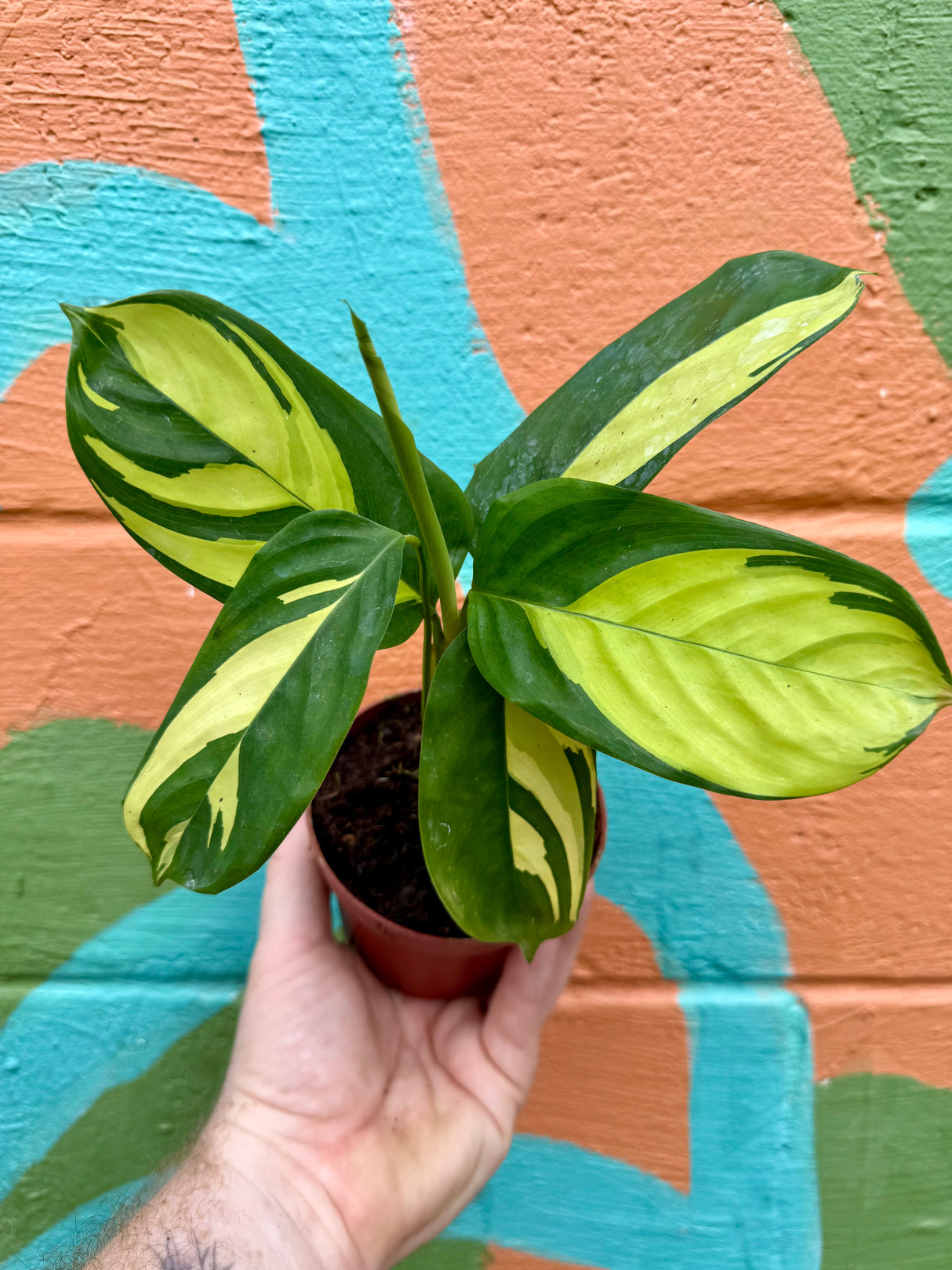 4" Calathea Pilosa