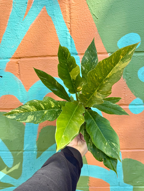 4" Philodendron ‘Ring of Fire’ - Canopy Plant Co.