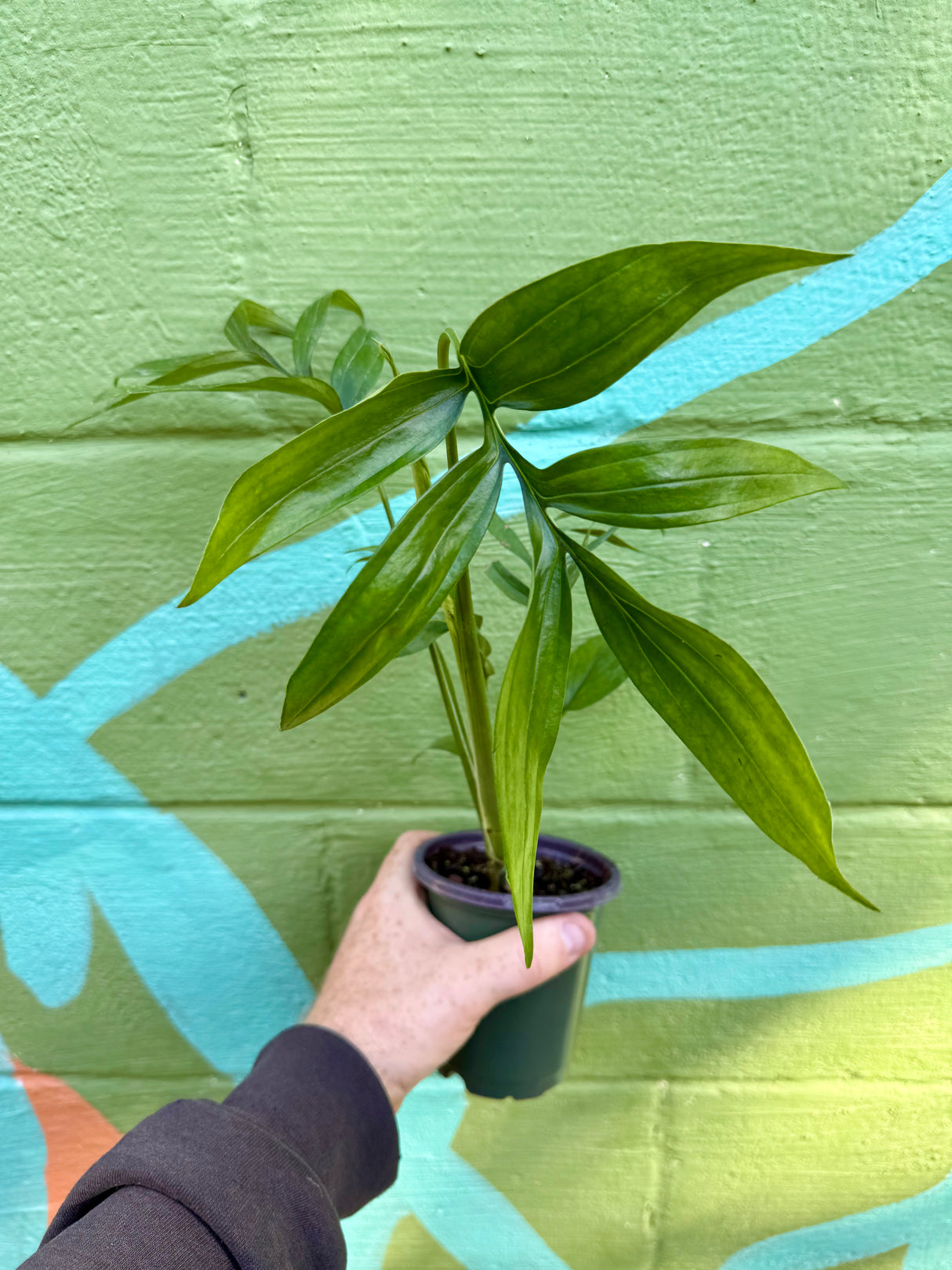 4" Monstera subpinnata