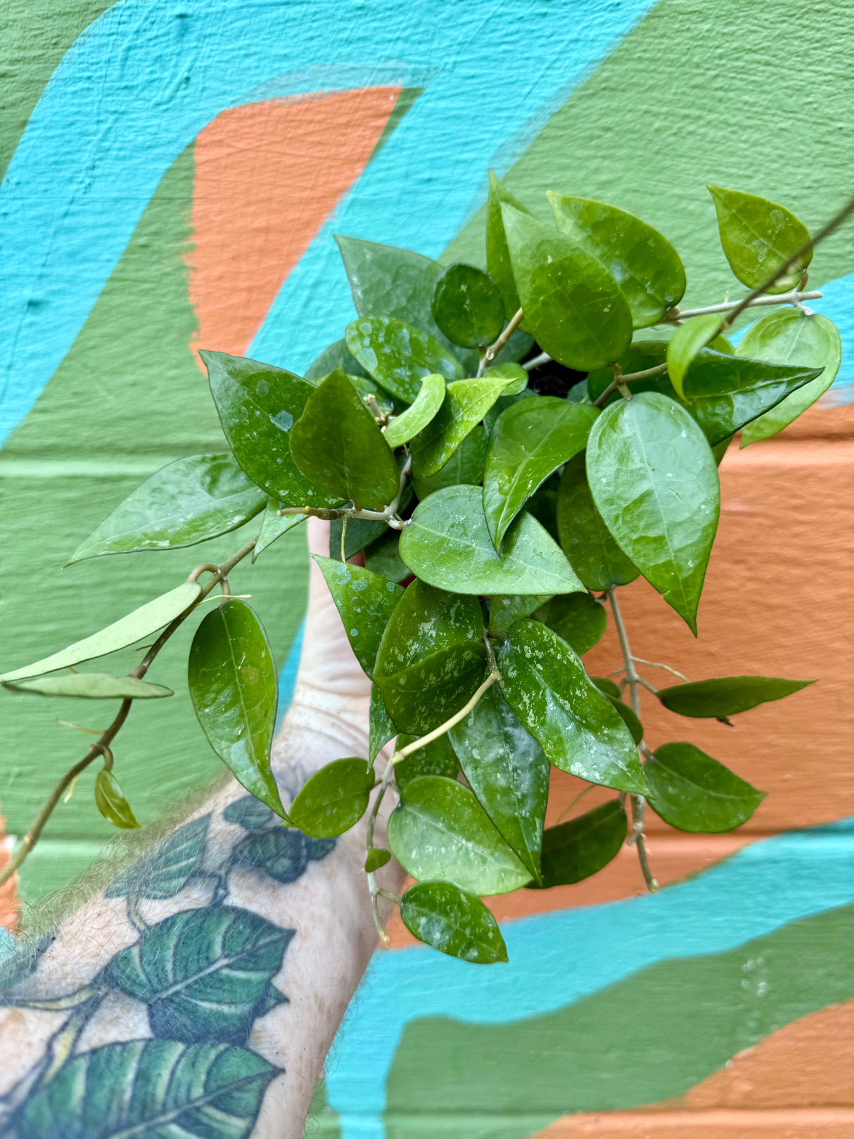 4” Hoya verticillata 'Black Margin' - Canopy Plant Co.