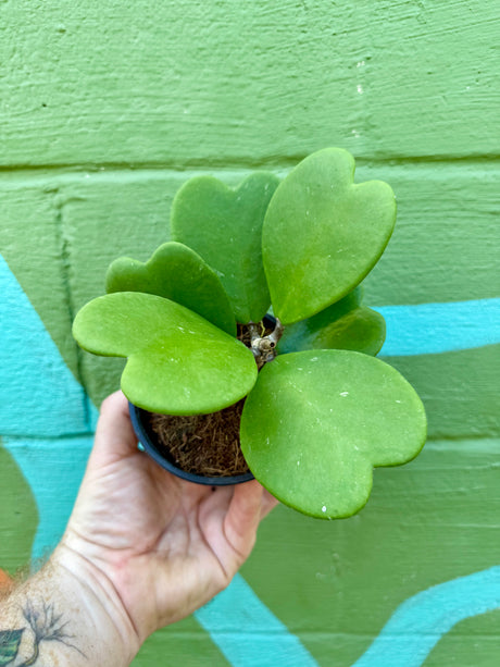 4" Hoya kerrii - Canopy Plant Co.