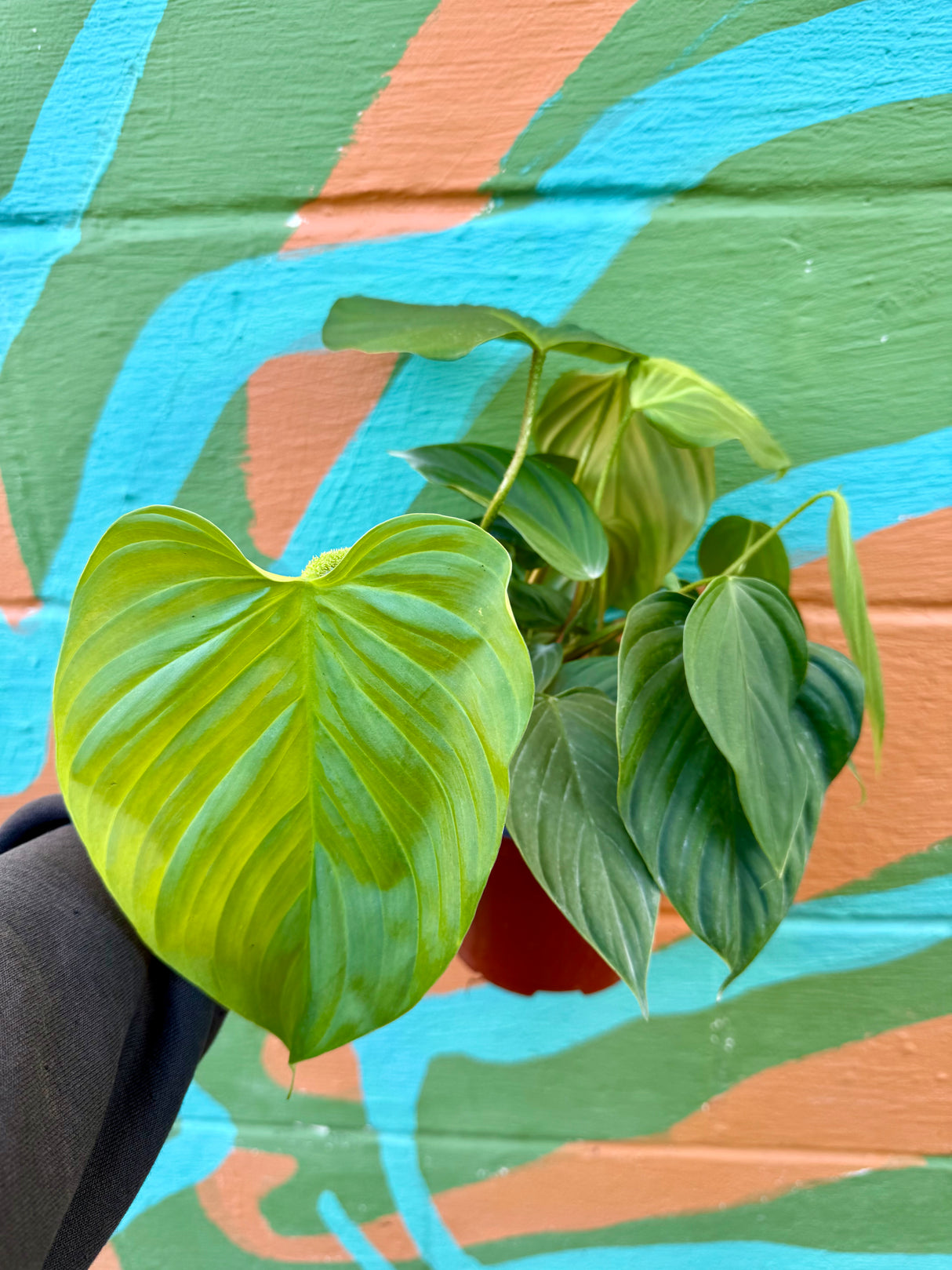 6" Philodendron Fuzzy Petiole